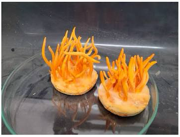 Precision Engineering Cordyceps militaris: Oleic Acid Triggers, Blue Light Cascades, and the End of Strain Degeneration