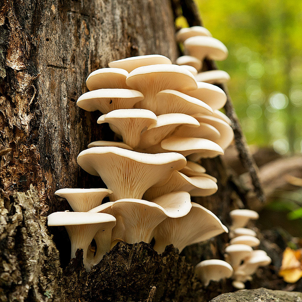 Pearl Oyster (Pleurotus ostreatus) fruiting bodies