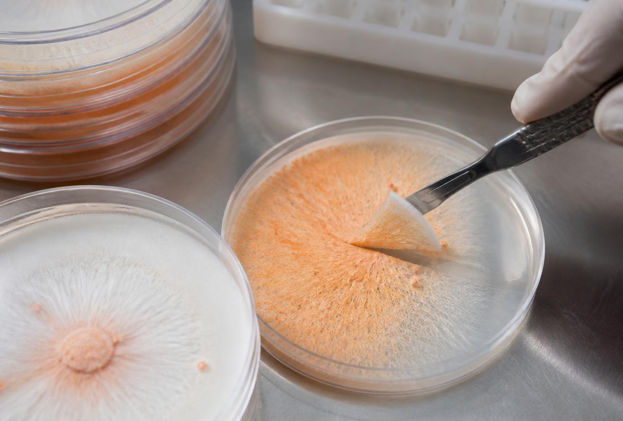 Monokaryon Isolation and Pairing: The Cure for Cordyceps militaris Strain Degeneration