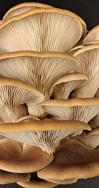 Phoenix Oyster (Pleurotus pulmonarius) fruiting bodies